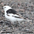 Snow Bunting