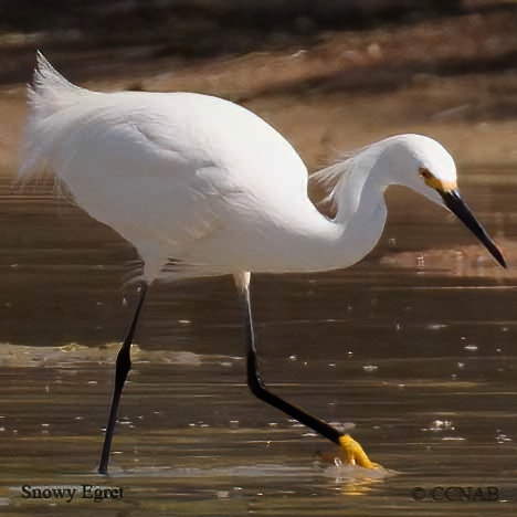 Snowy Egret (egretta Thula)