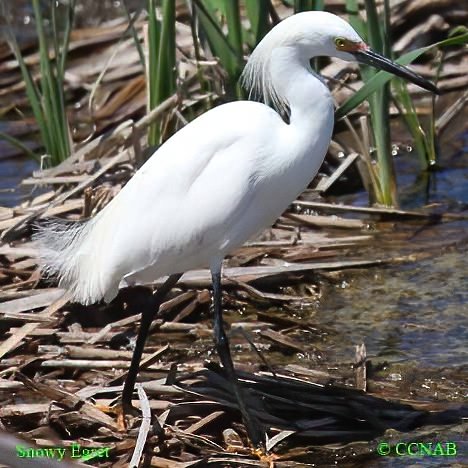 Snowy Egret