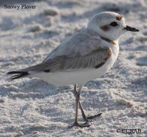 Snowy Plover