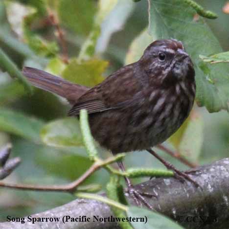 North American Sparrows