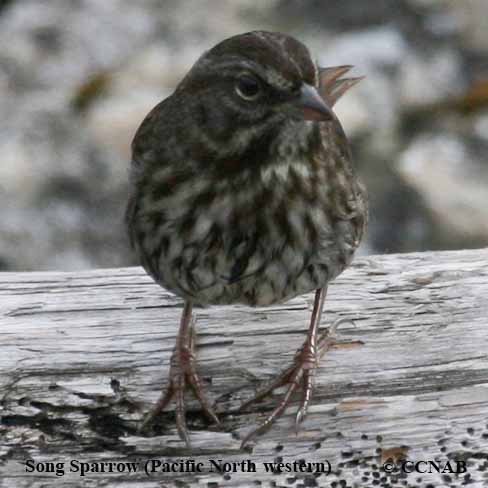 Song Sparrow (Pacific Northwestern)