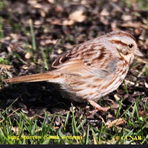 Birds of North America