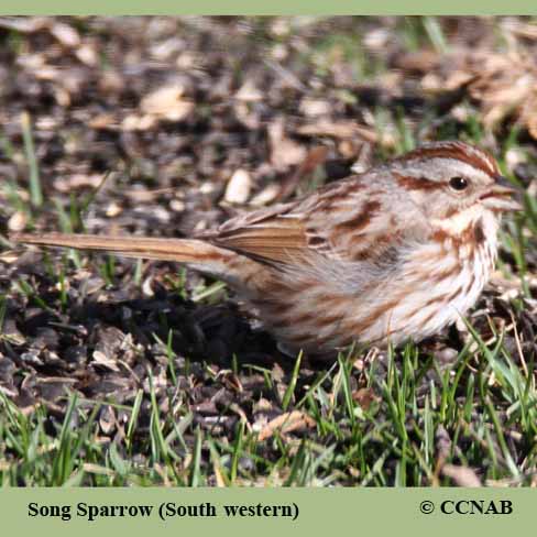 Birds of North America