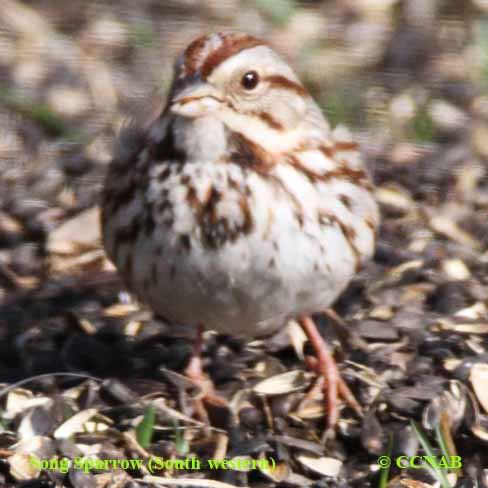 North American Sparrows