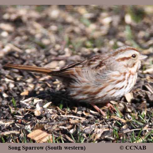 Birds of North America