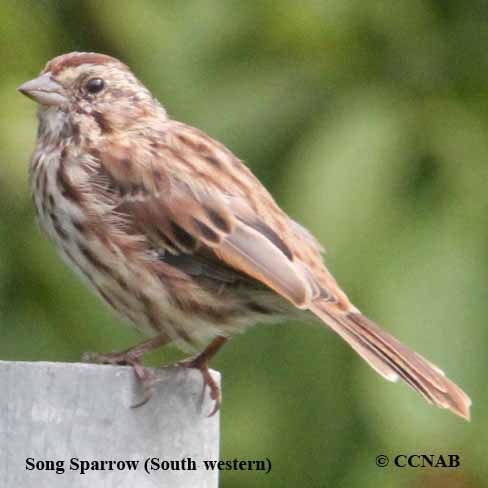 Birds of North America