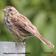 Song Sparrow (Southwestern) range map