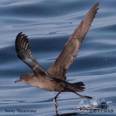 Birds of North America