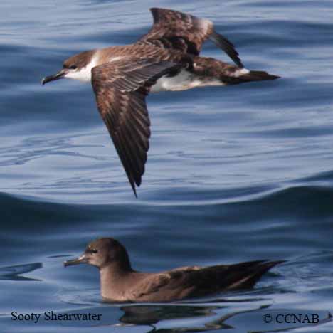 Birds of North America