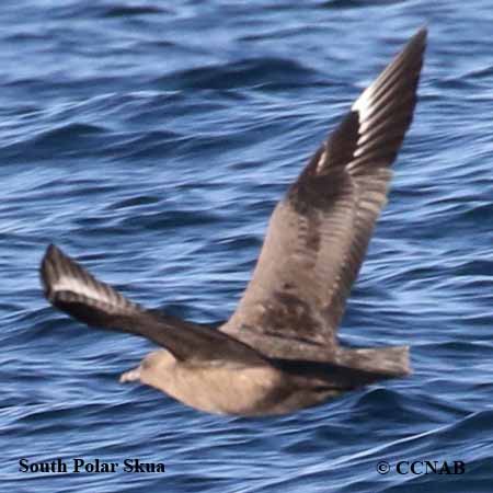 Birds of North America