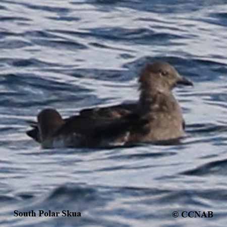 South Polar Skua