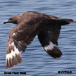 South Polar Skua