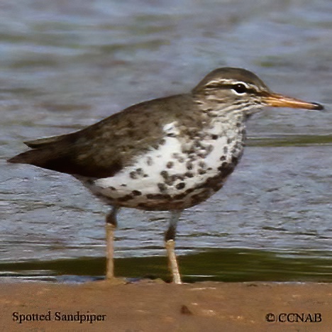 Spotted Sandpiper