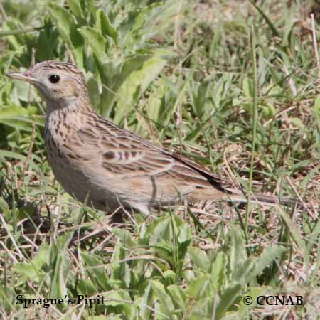 North American Birds songs and calls