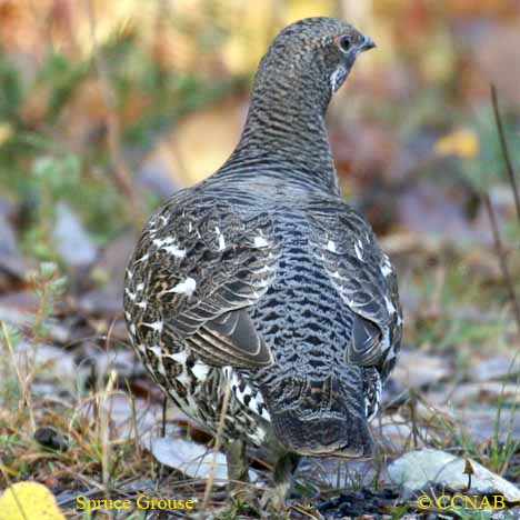 Birds of North America