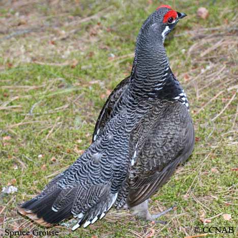 Birds of North America