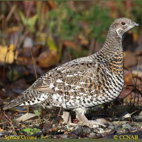 Birds of North America