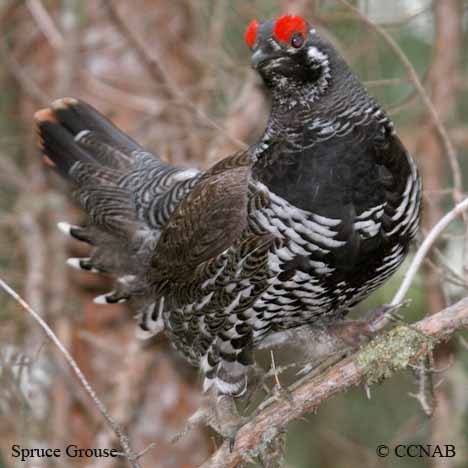 Birds of North America