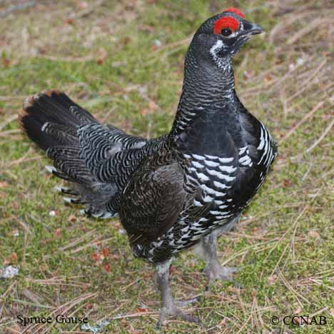 Spruce Grouse