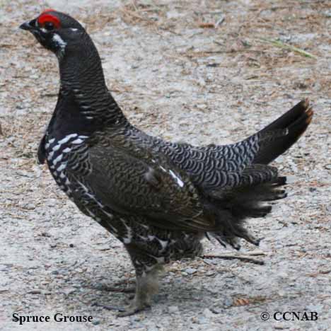 Birds of North America