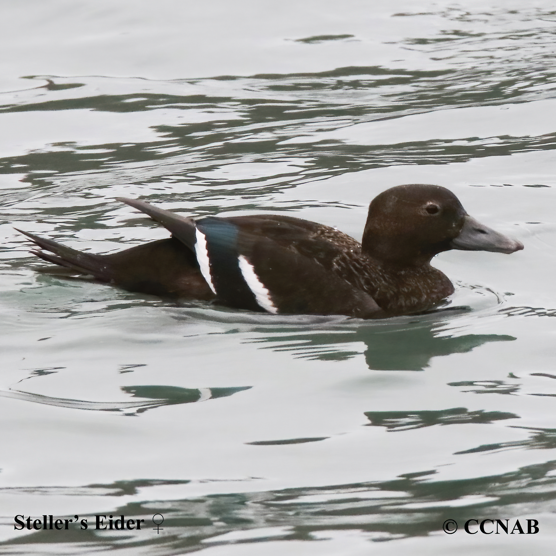 Birds of North America