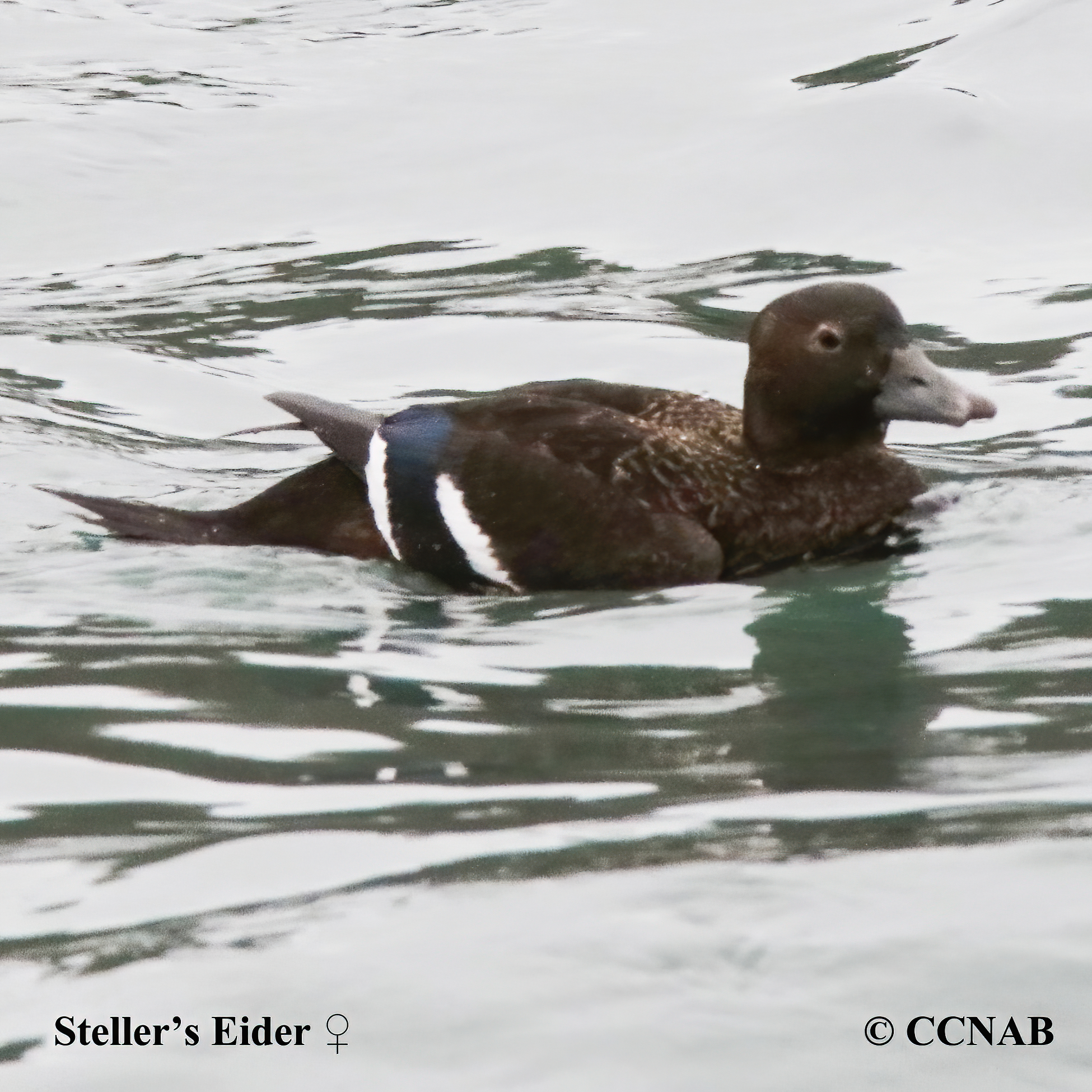 Birds of North America