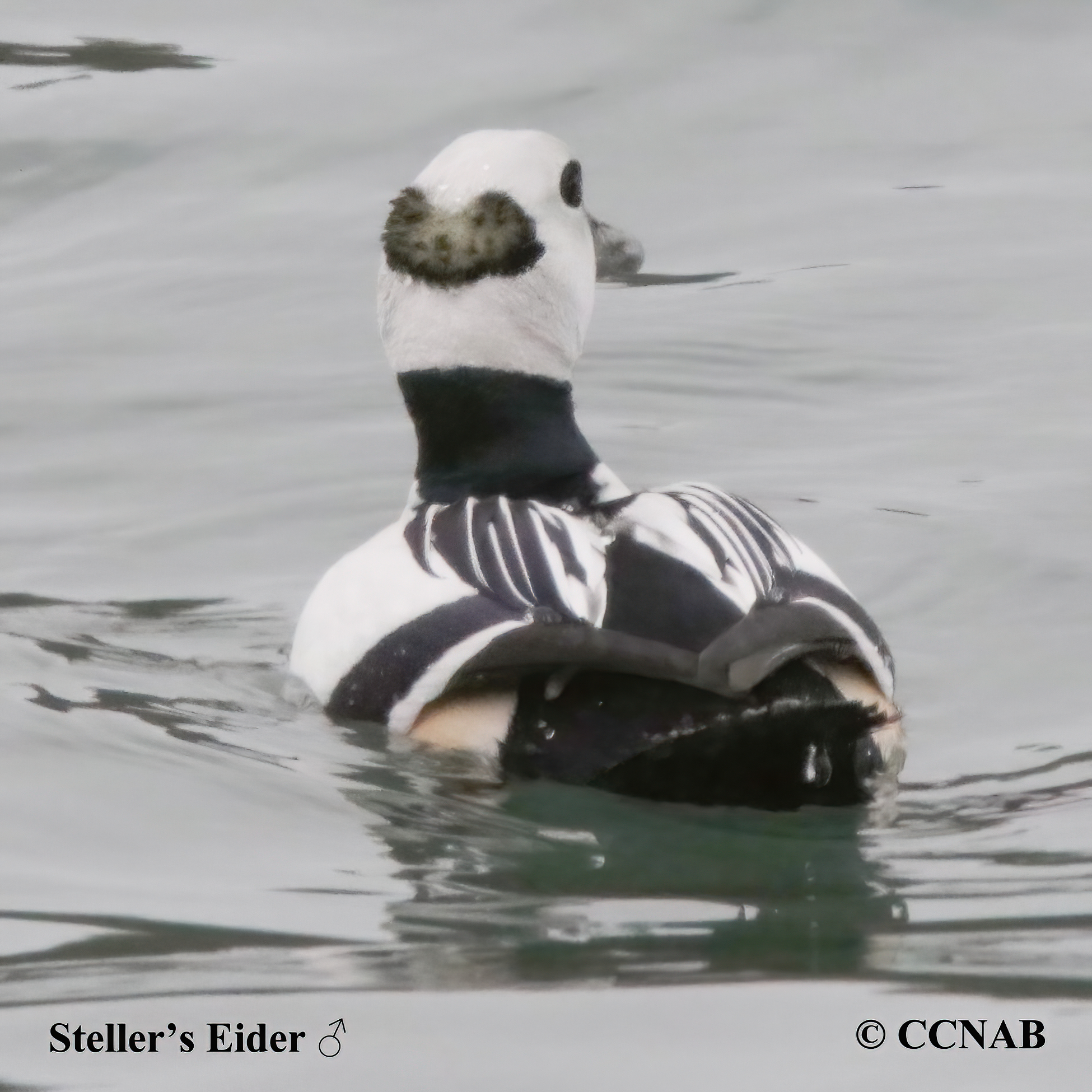 Birds of North America