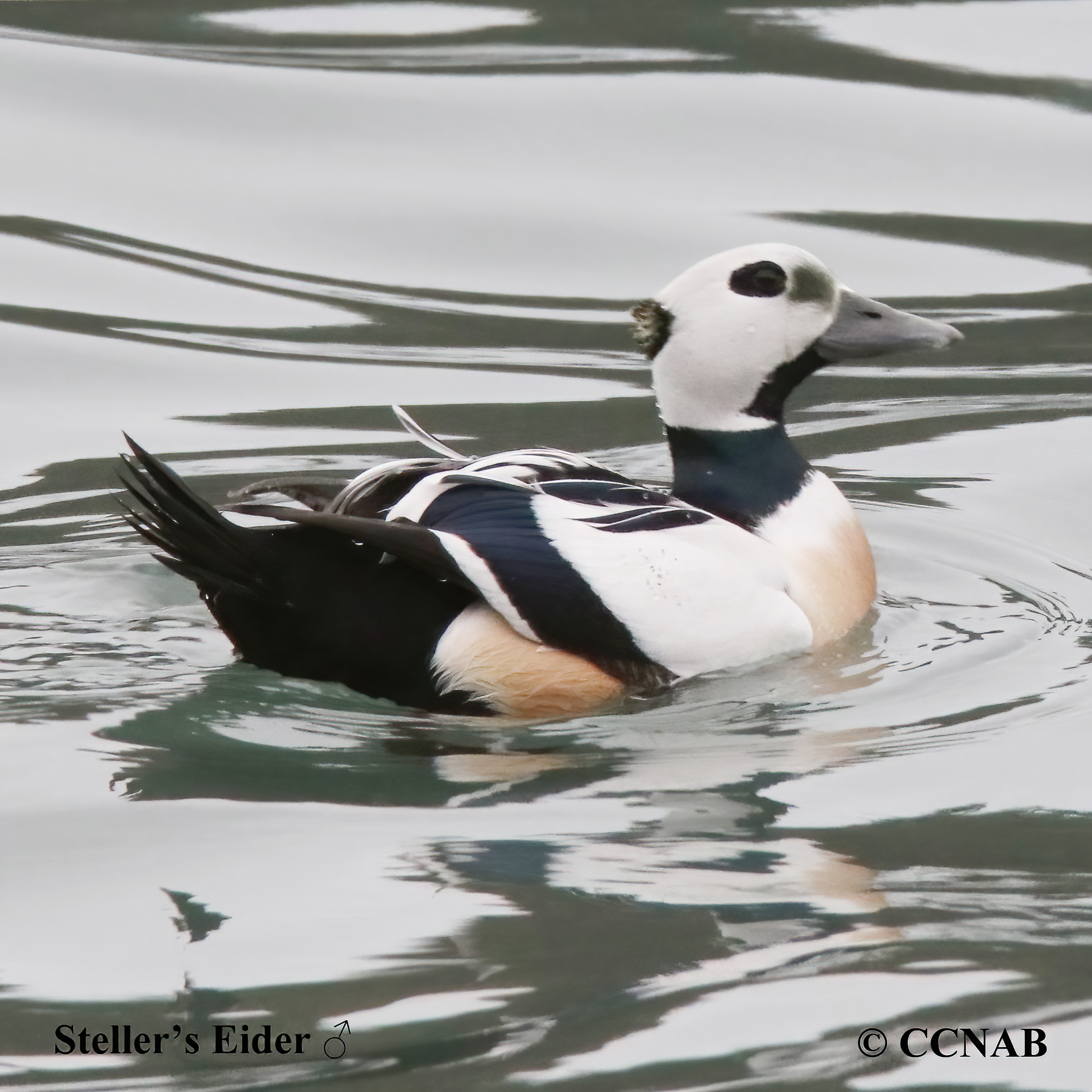 Birds of North America