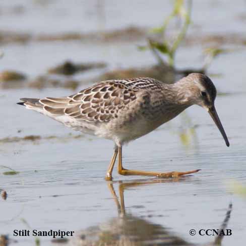 Birds of North America