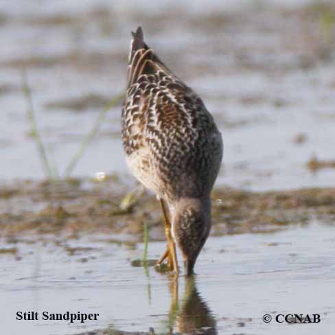 Birds of North America