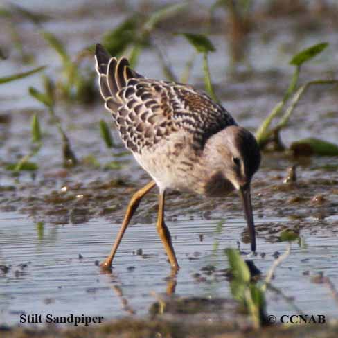 Birds of North America