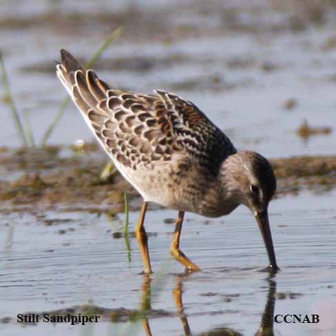 Birds of North America