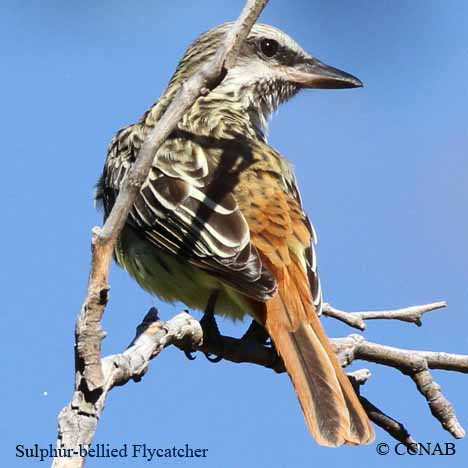 Birds of North America