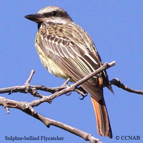 Birds of North America