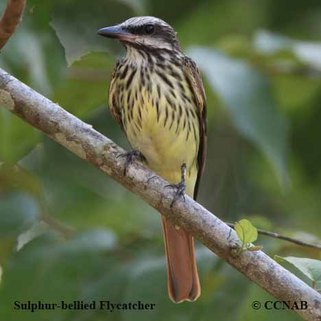 Birds of North America