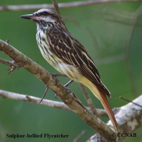 Birds of North America