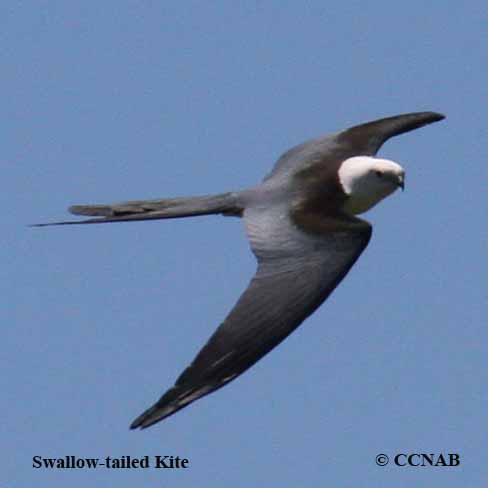 Swallow-tailed Kite