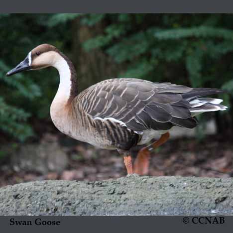 Birds of North America