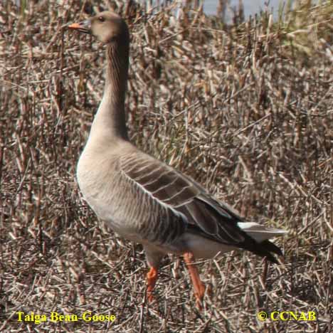 Birds of North America