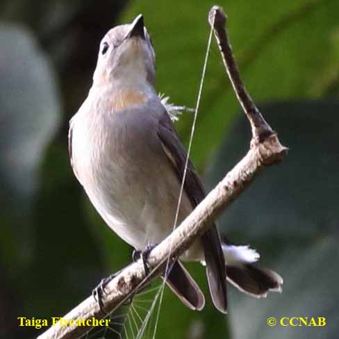 Birds of North America