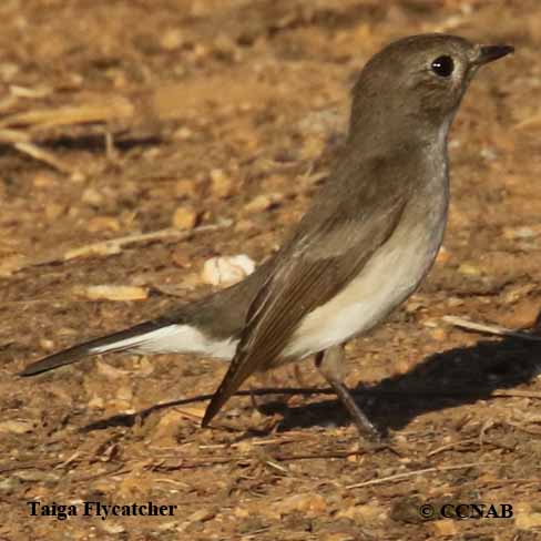 Birds of North America