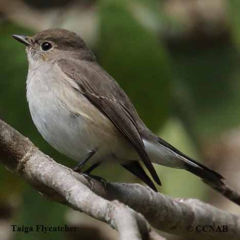 Birds of North America