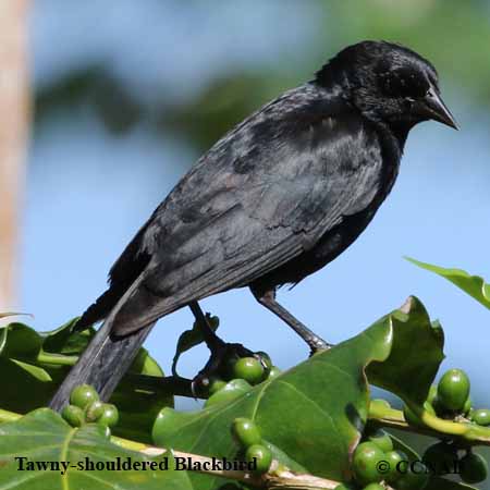 Birds of North America