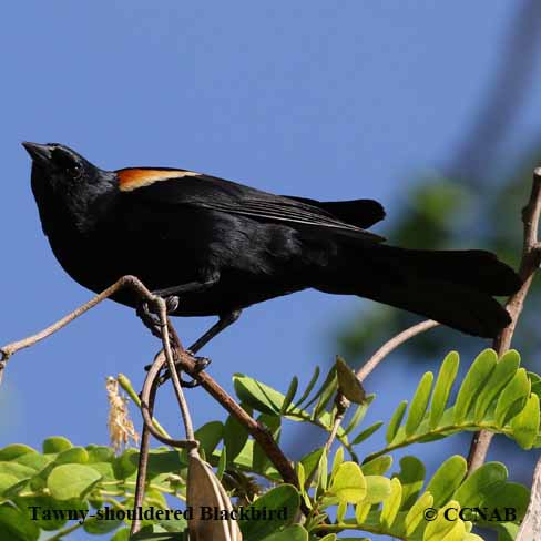 Birds of North America