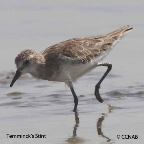 Birds of North America