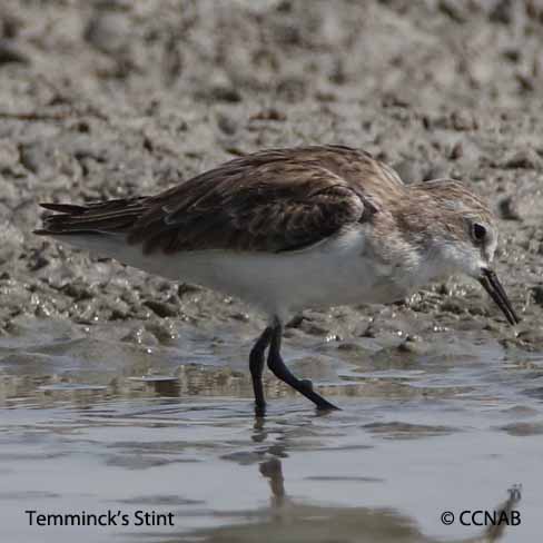 Birds of North America