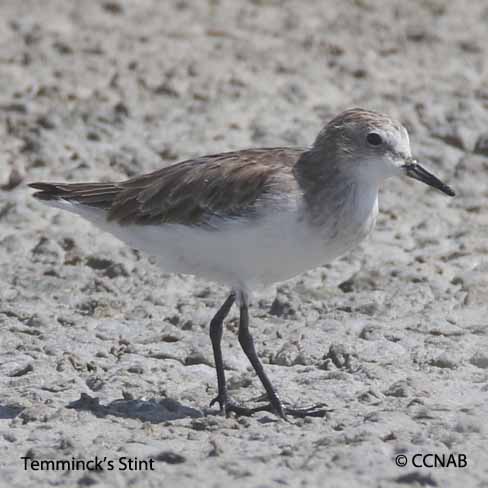 Birds of North America