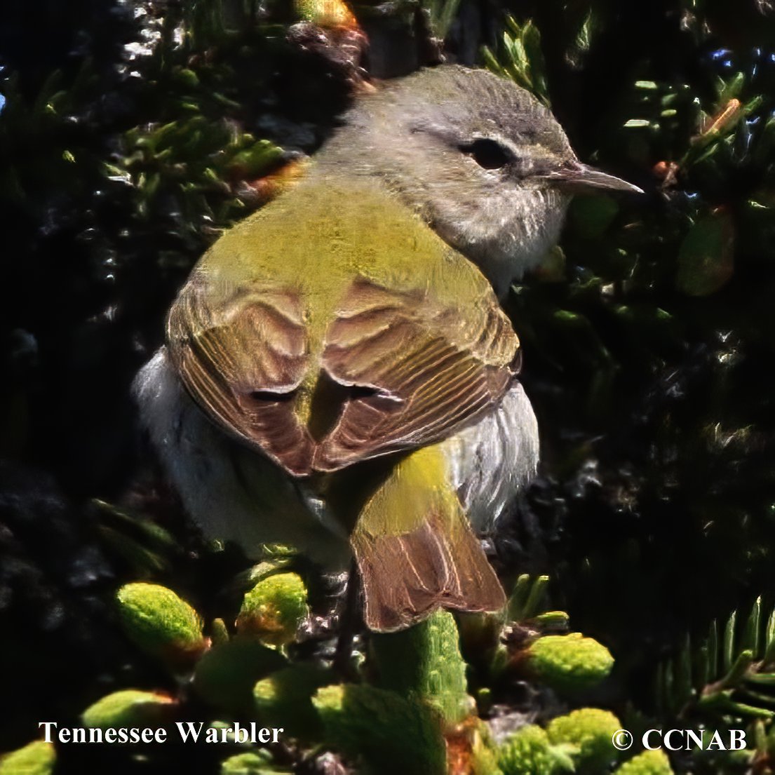 Birds of North America