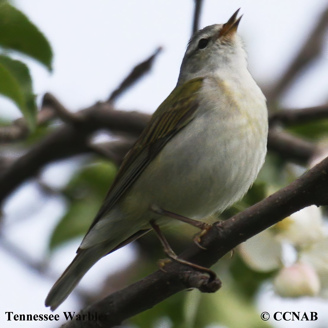 Birds of North America